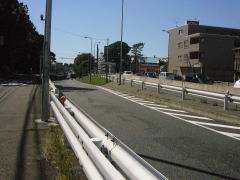原宿の松並木2